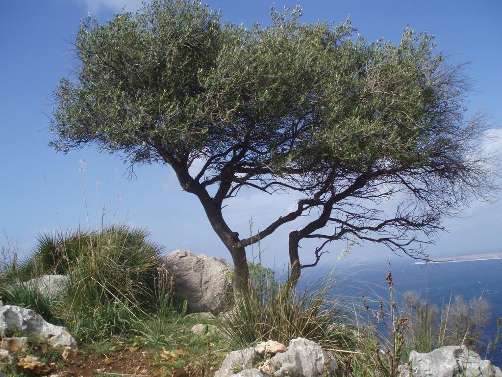 Baia Cofano Home Custonaci Bagian luar foto